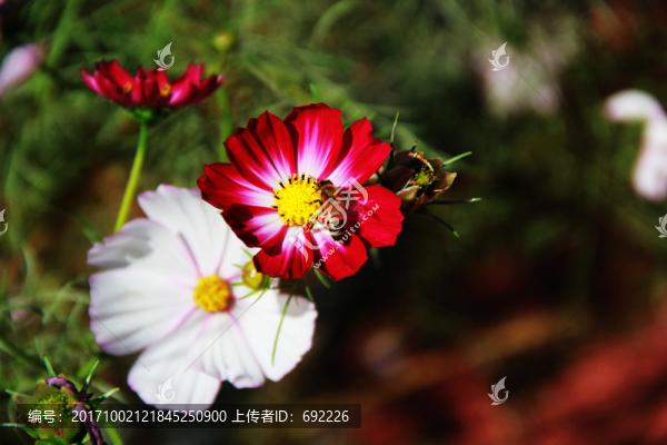 蜂花戀