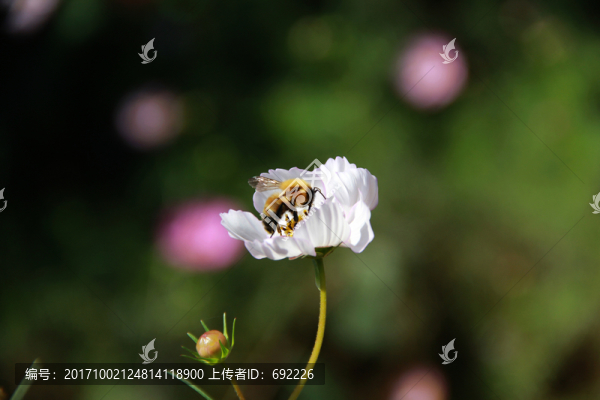 蜂花戀