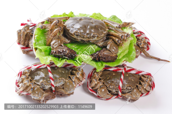 大閘蟹,螃蟹
