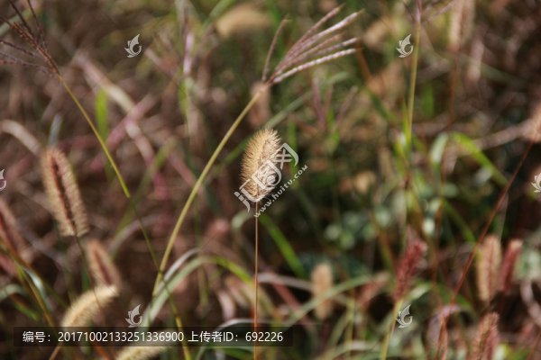 狗尾草