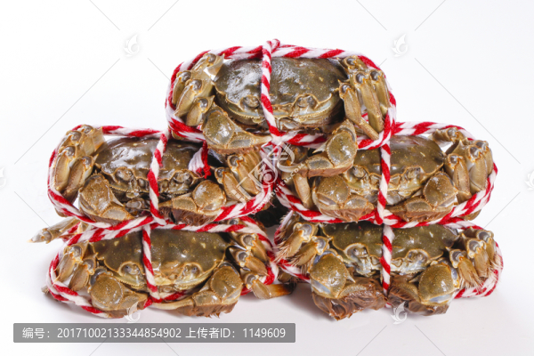 大閘蟹白底高清