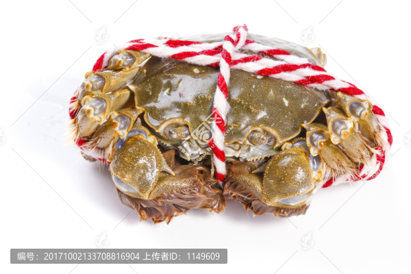 大閘蟹,螃蟹白底