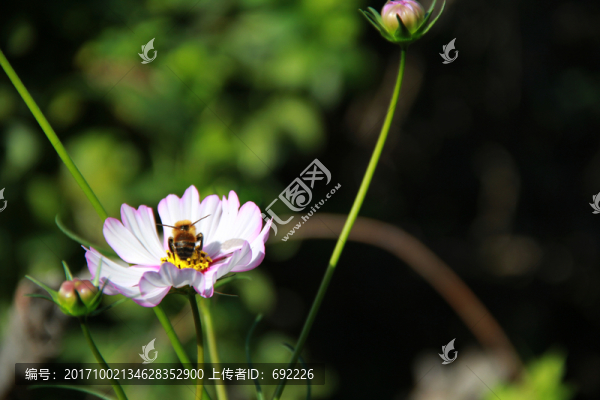 蜂花戀