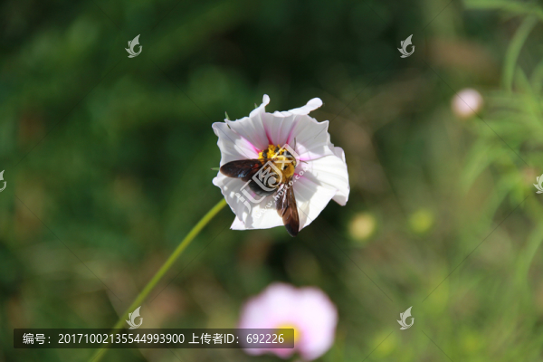 蜂花戀