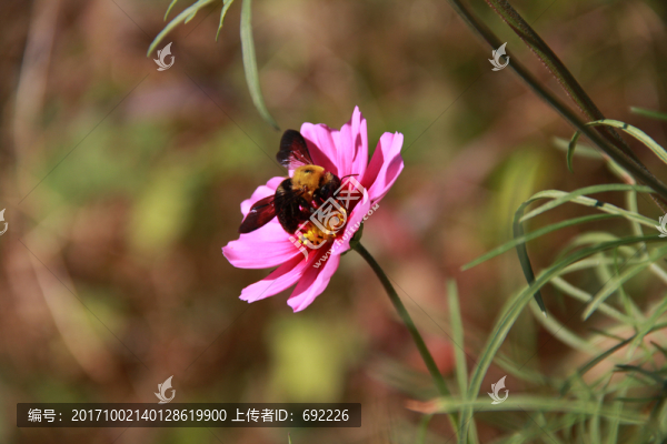 蜂花戀