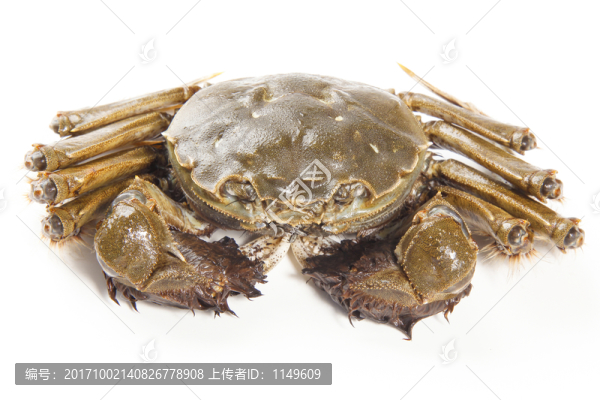 大閘蟹