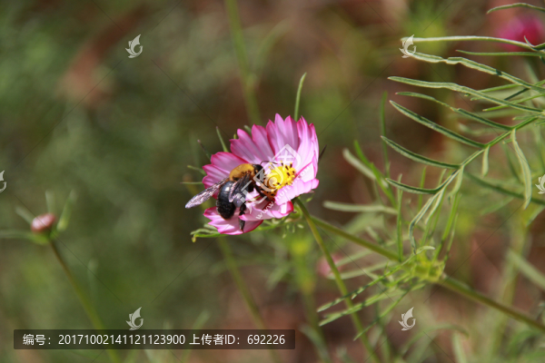 蜂花戀