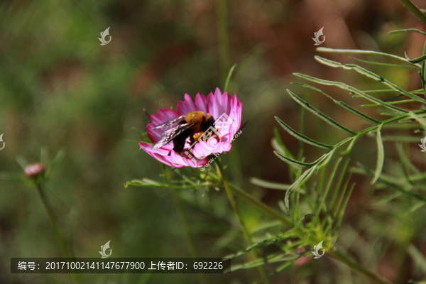 蜂花戀