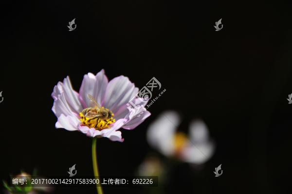 蜂花戀
