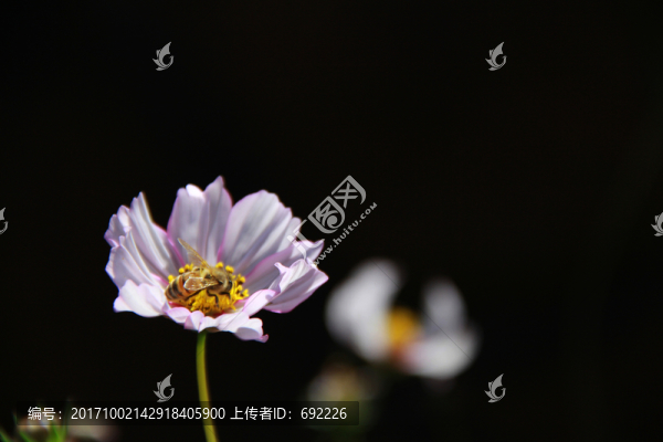蜂花戀