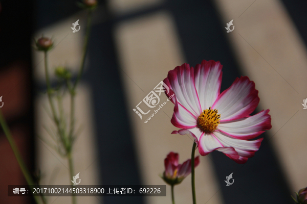 格桑花