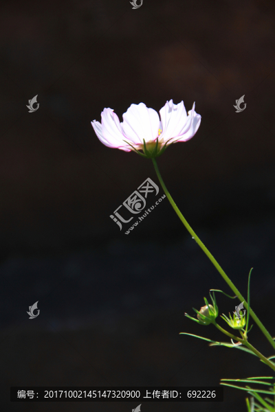 格?；? title=