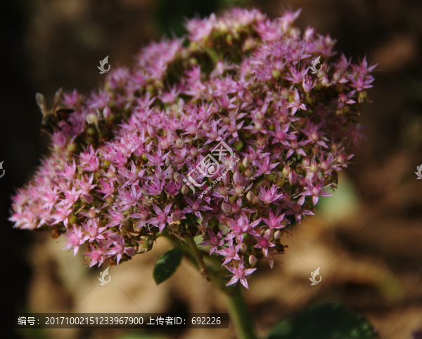 鮮花