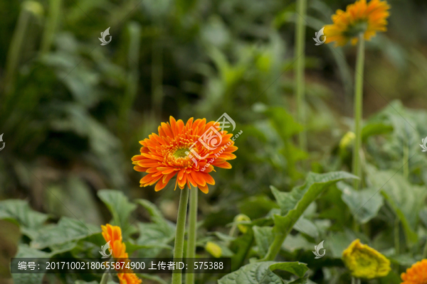 非洲菊