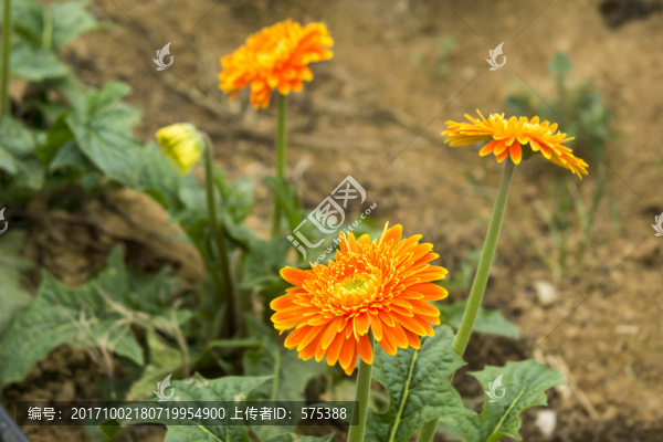 非洲菊