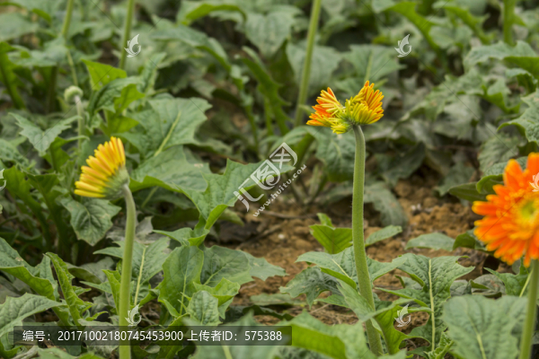 非洲菊