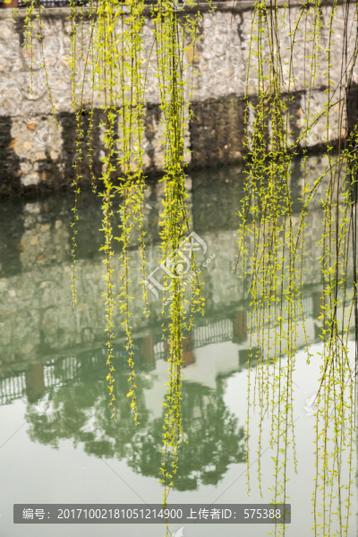 柳樹(shù)枝