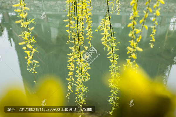 柳枝