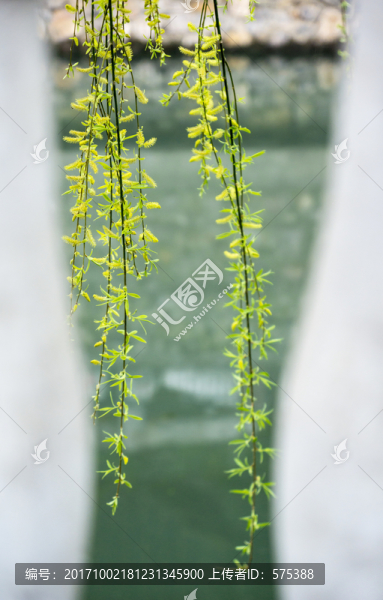柳枝