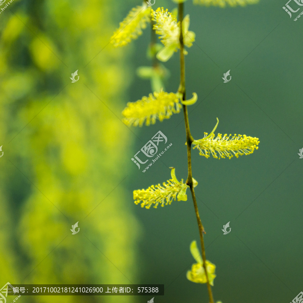 柳樹花