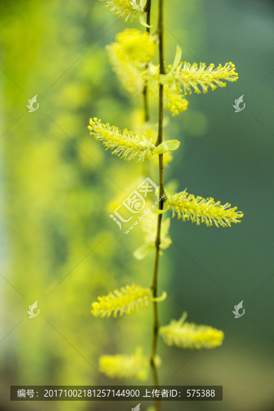 柳樹花