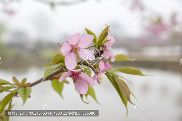 櫻花