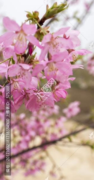 櫻花