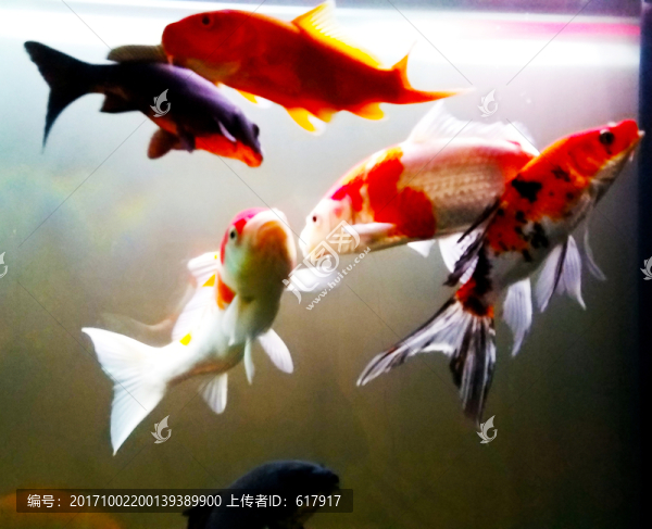 金魚,觀賞魚