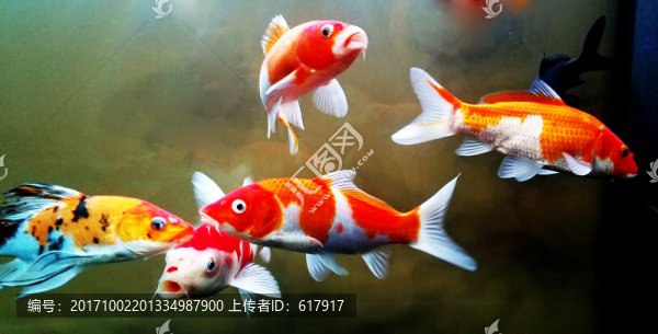 金魚,觀賞