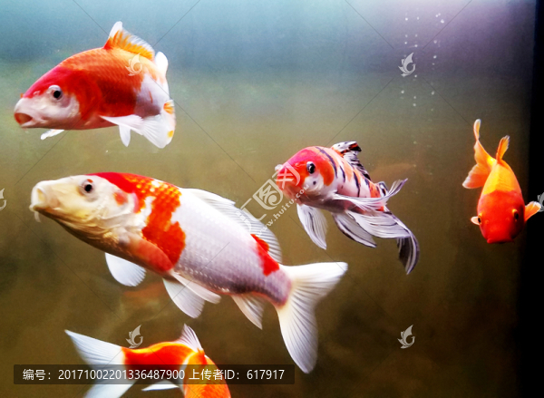 金魚(yú),觀賞魚(yú)