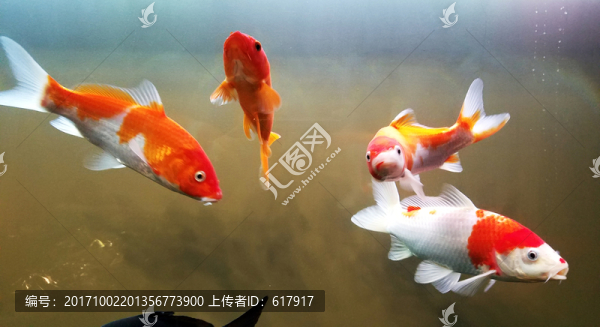 金魚,觀賞,魚