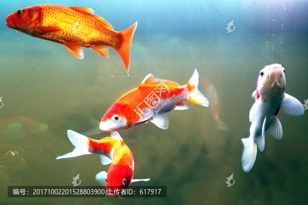 金魚,觀賞