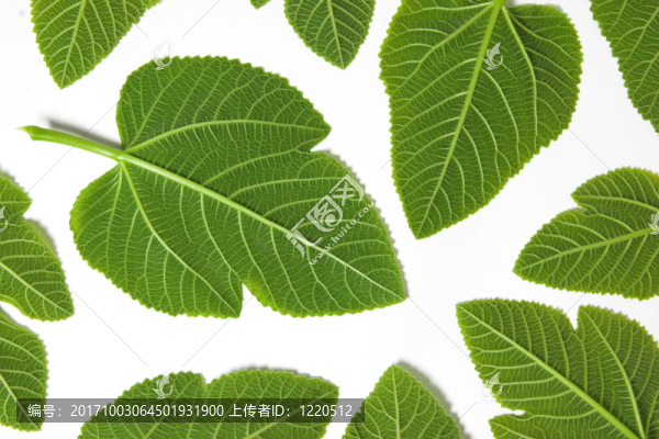 美麗的