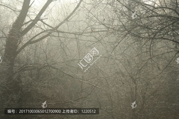 樹