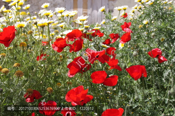 罌粟花