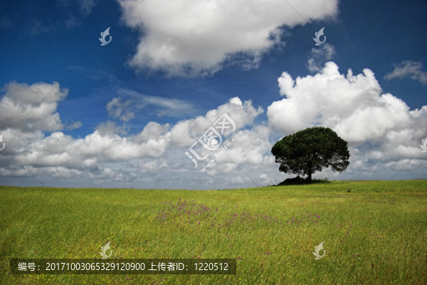 藍色的