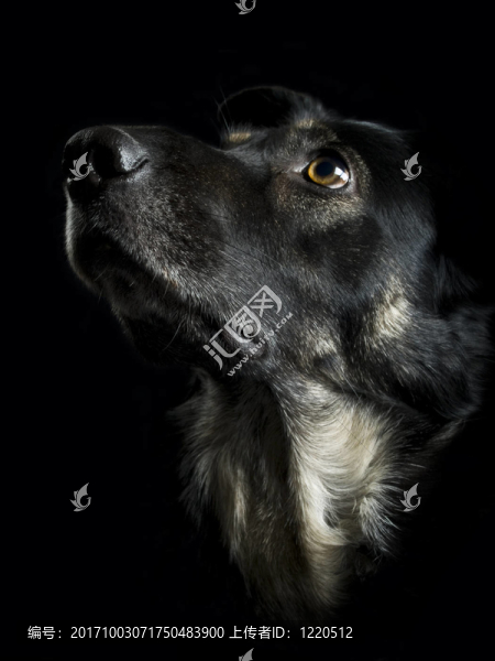 Sch？ferhundmix
