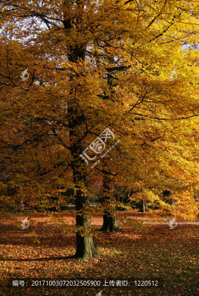 herbstleuchten