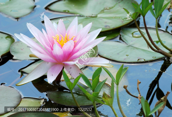 花園