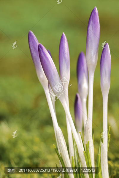 花卉