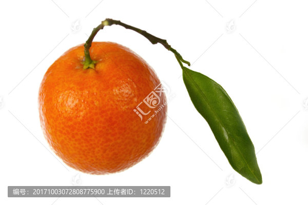 鮮橙桔豁免