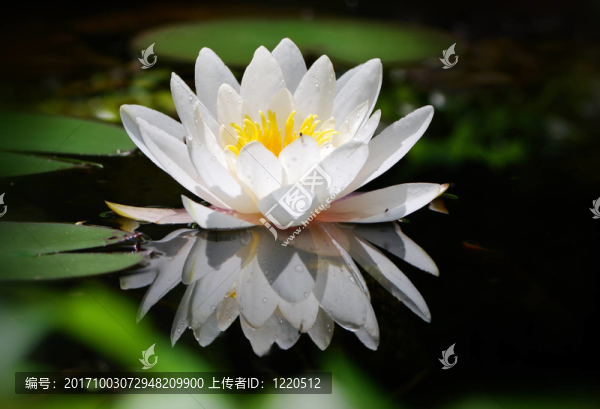 花卉