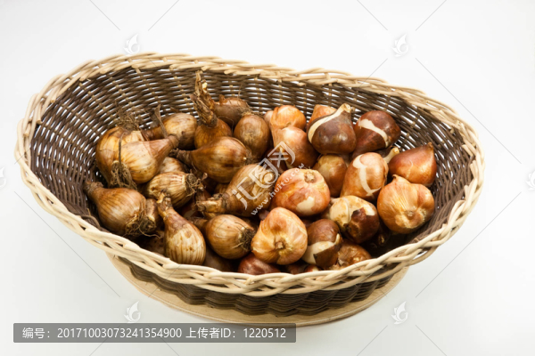 球根花卉