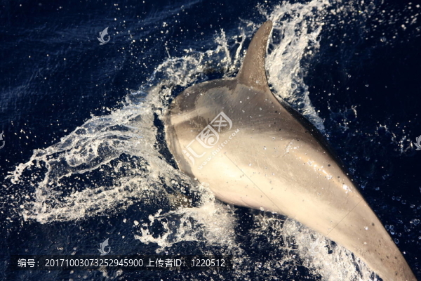 海豚在地中海