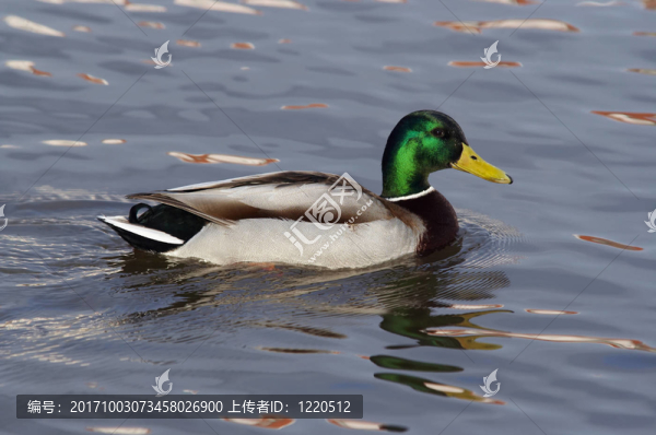 鳥