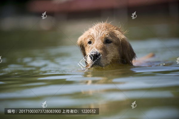 寵物狗