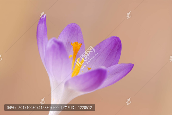 花卉