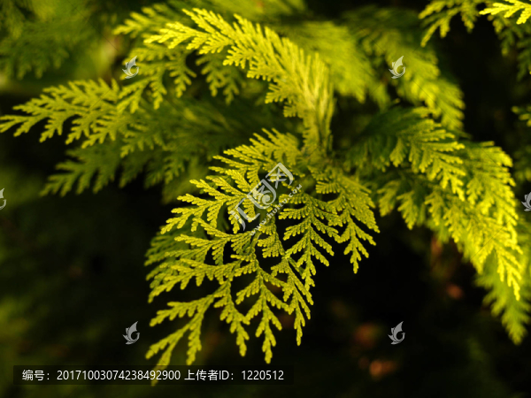 黃柏樹。伊馮。