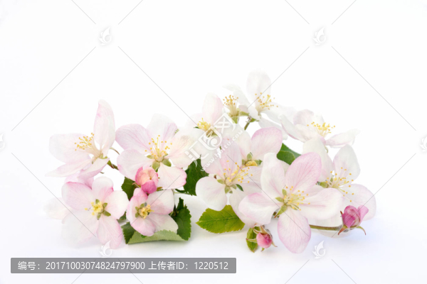 花卉