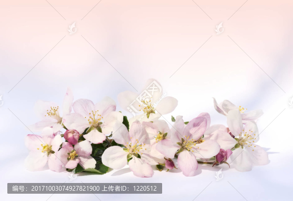 花卉